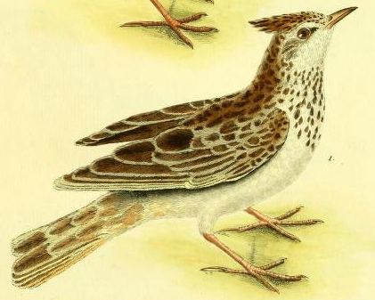 Crested Lark, Drawn by F.-N. Martinet