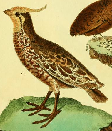 Crested Quail