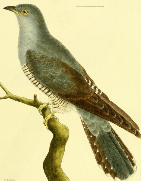 Common Cuckoo