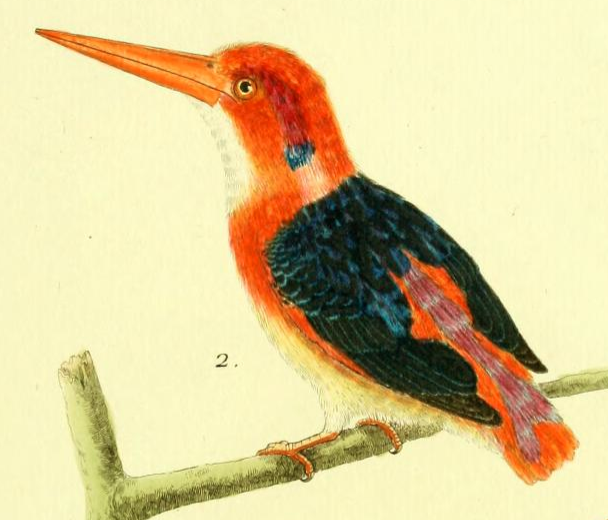 Dwarf Kingfisher, Drawn by F.-N. Martinet