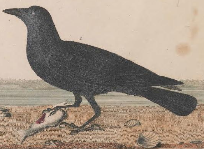 Fish Crow