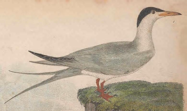 Forster's Tern