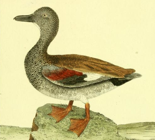 Drawn by F.-N. Martinet 