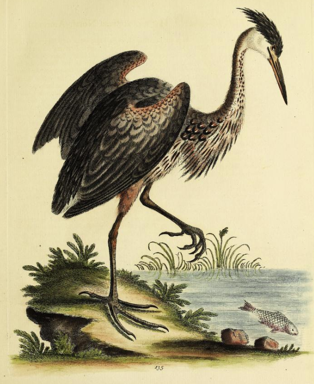 Great Blue Heron