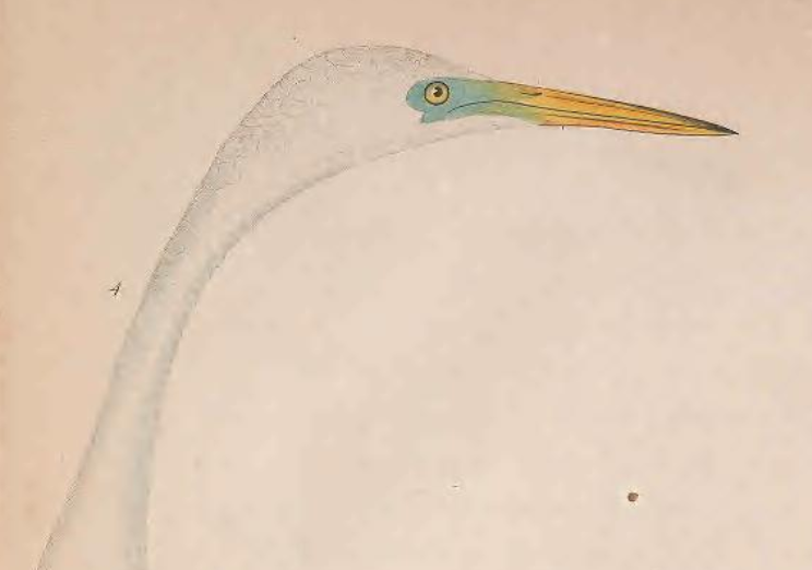 Great Egret, Engraved by A. Lawson