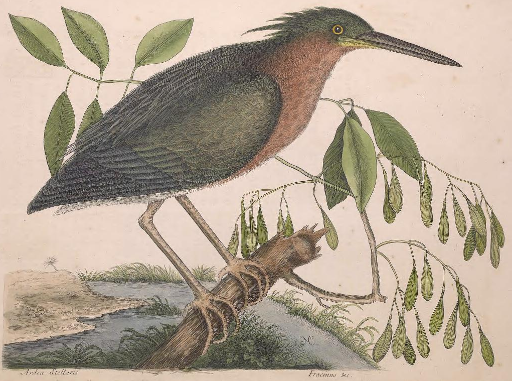 Green Heron