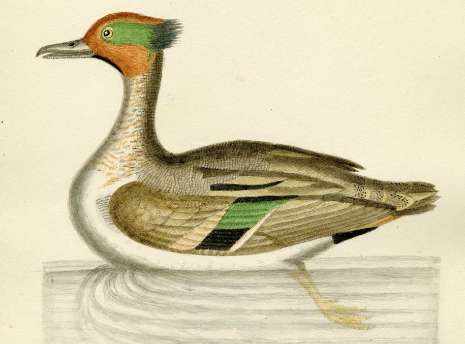 Unpublished illustration by John Abbott