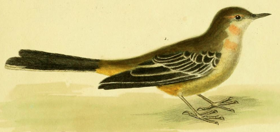 Gray Wagtail