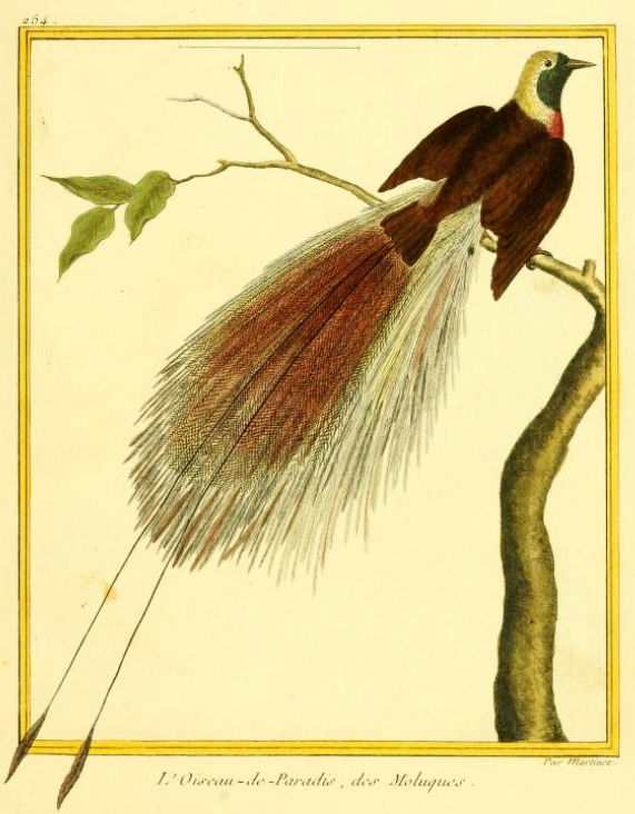 Greater Bird-of-Paradise