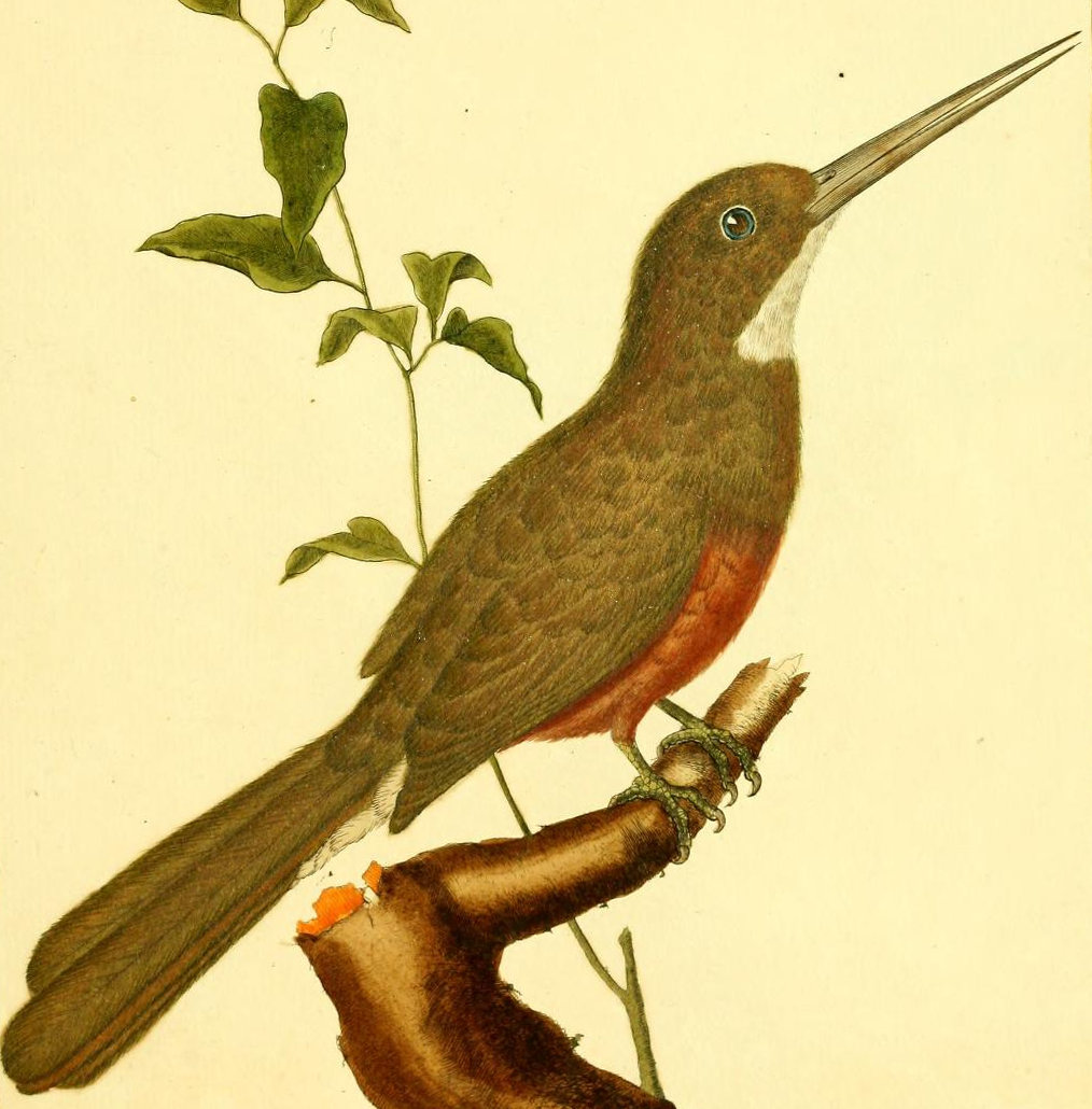 Green Tailed Jacamar