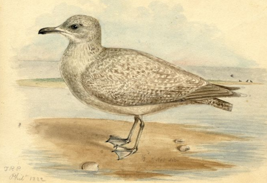 American Herring Gull