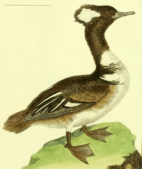 Drawn by F.-N. Martinet