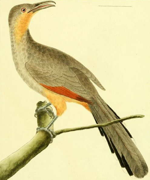 Jamaican Lizard Cuckoo