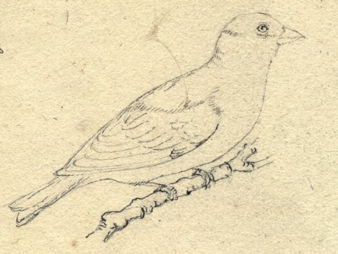Lesser Goldfinch