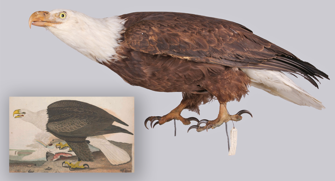 Bald Eagle (mounted taxidermy)