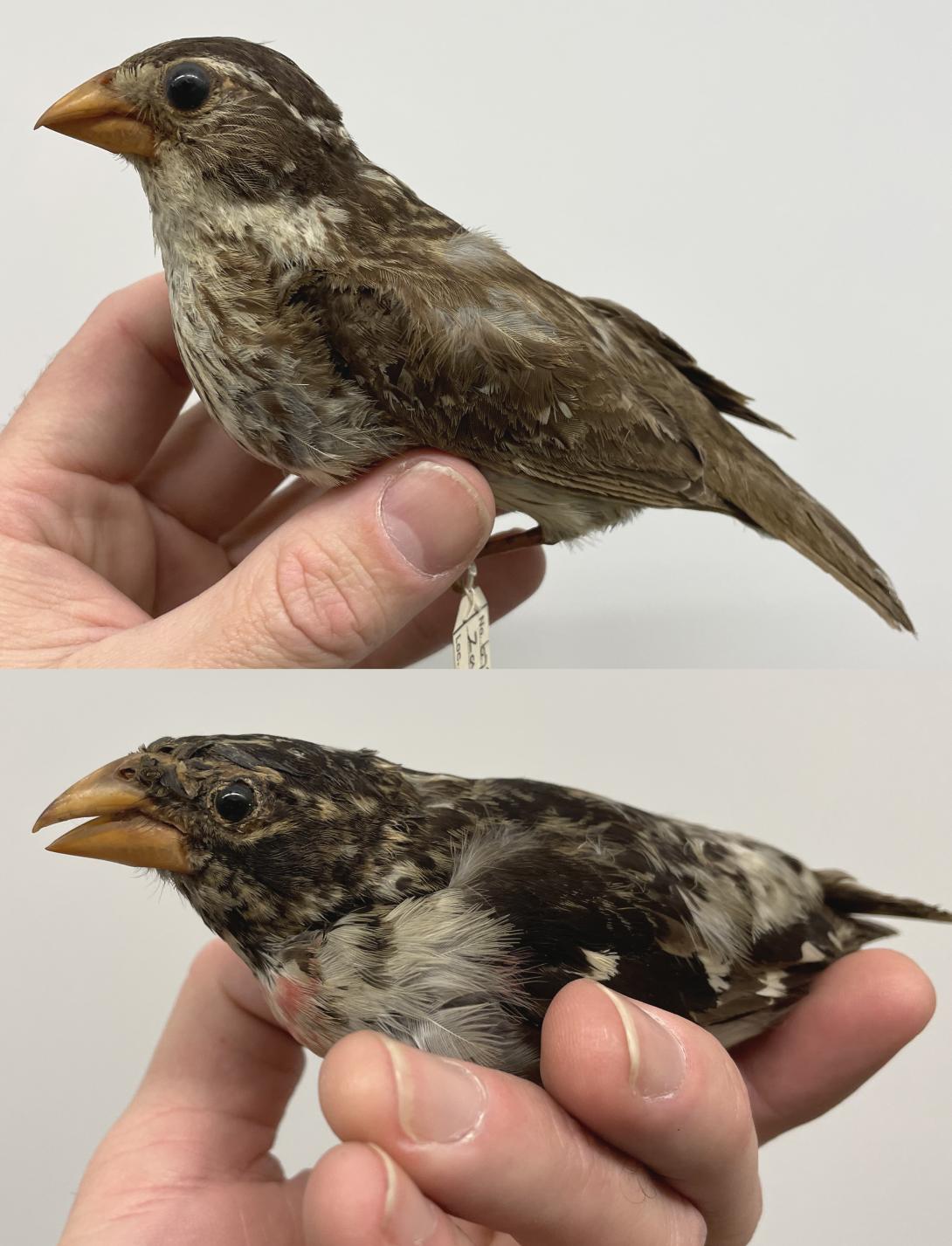 MCZ 67862 (top, female) and 67864 (bottom, male), Museum of Comparative Zoology (MCZ)