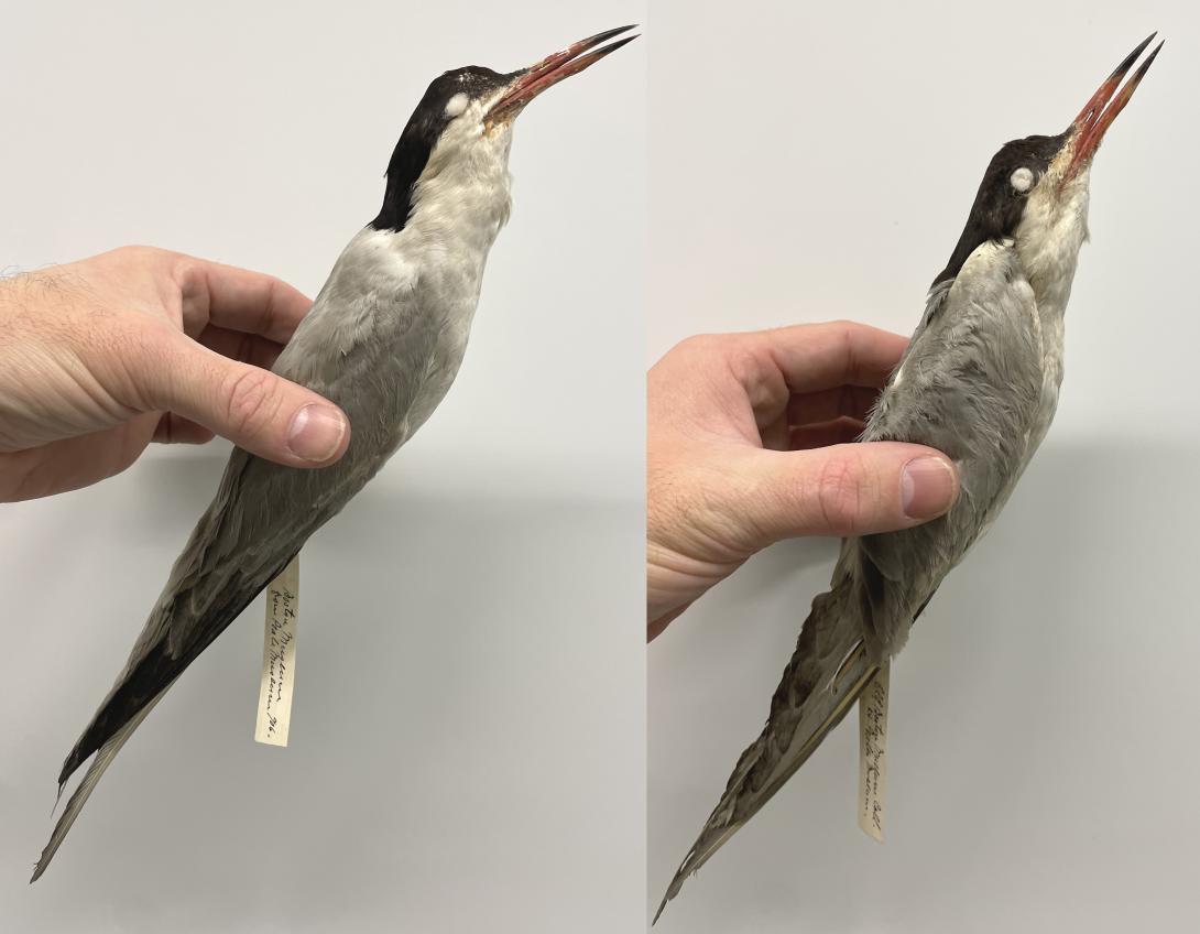 Common Tern (mounted taxidermy)