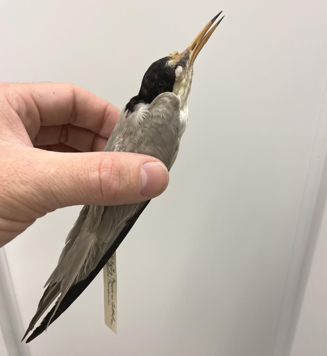 Least Tern (mounted taxidermy)
