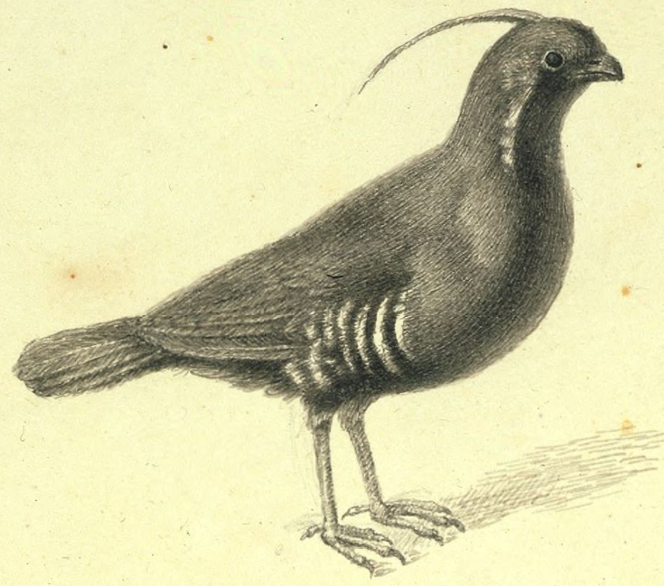 Mountain Quail 
