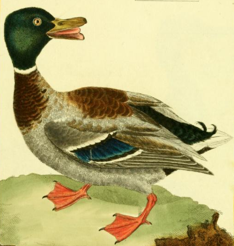 Mallard, Drawn by F.-N. Martinet