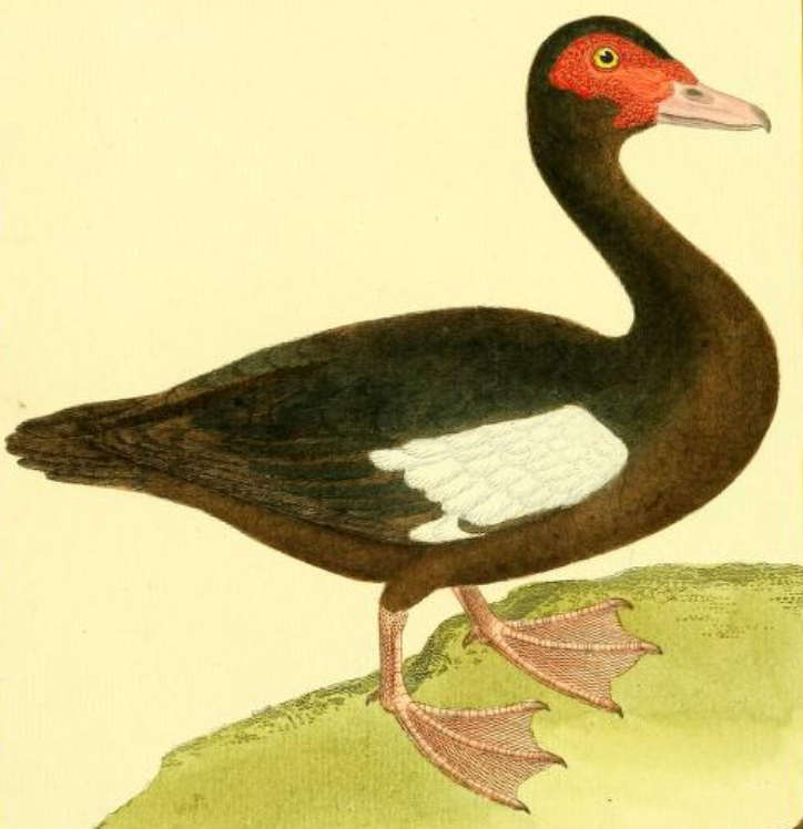 Muscovy Duck