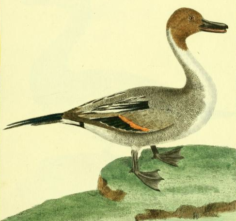 Northern Pintail, Drawn by F.-N. Martinet