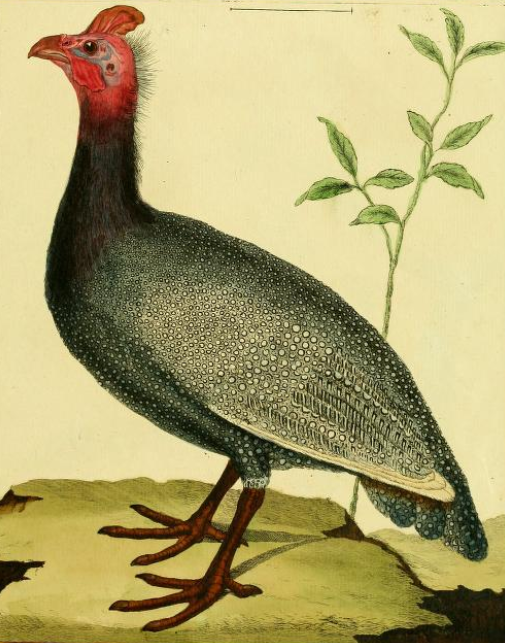 Numida