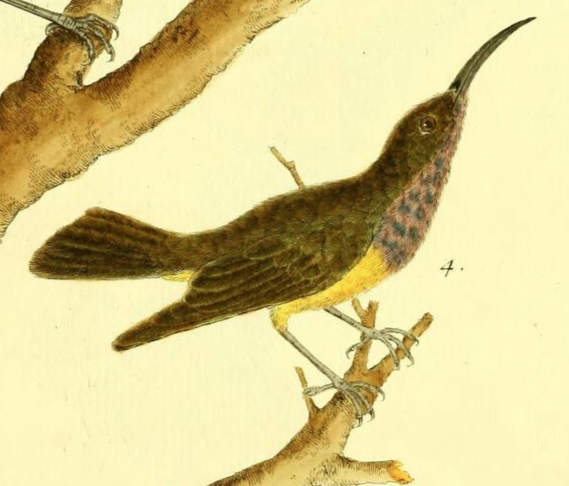 Olive Backed Sunbird