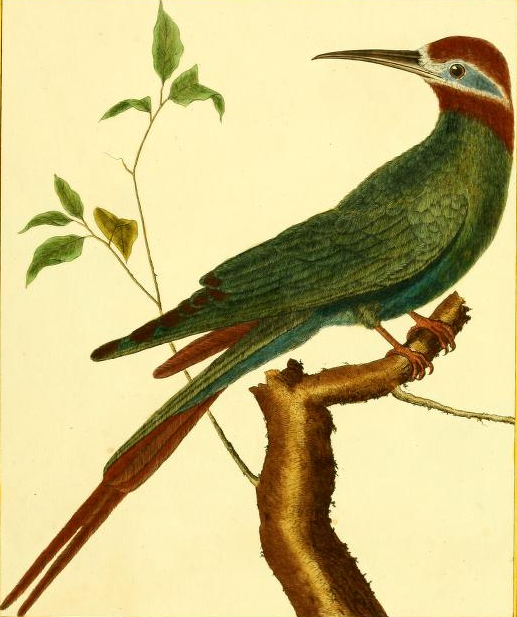 Olive Bee Eater