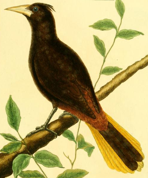 Oropendola