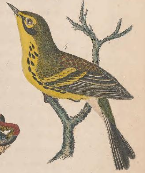 Prairie Warbler