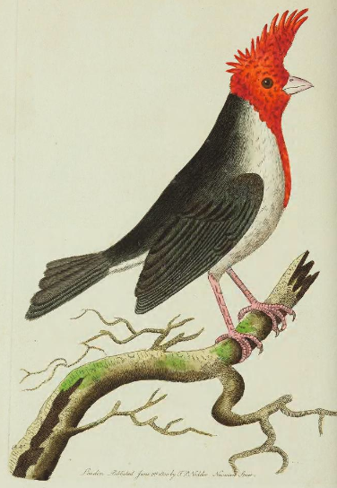 Drawn and engraved by R. P. Nodder