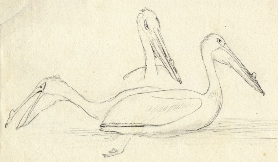 Pelicans