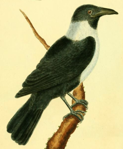 Pied Crow