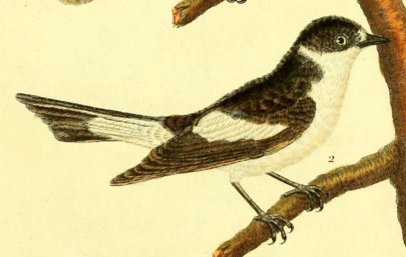 Pied Flycatcher