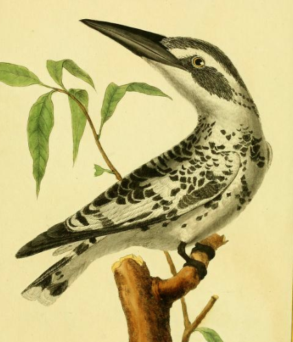 Pied Kingfisher, Drawn by F.-N. Martinet
