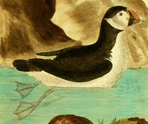 Atlantic Puffin, Drawn by F.-N. Martinet