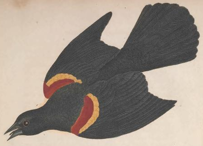 Leach's Storm Petrel