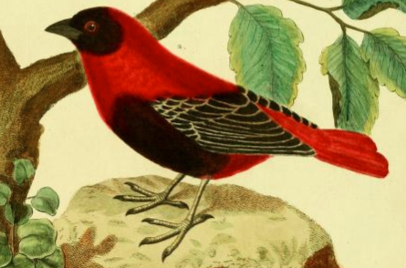 RedBishop