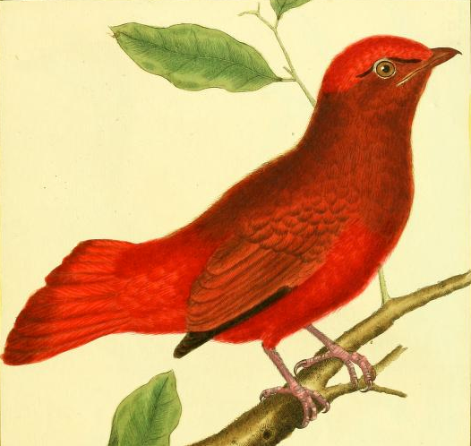 Red Cotinga