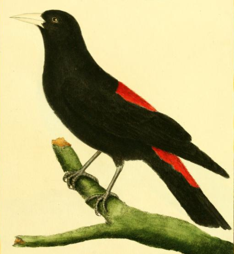 Red Rumped Cacique