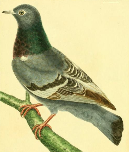 Rock Dove