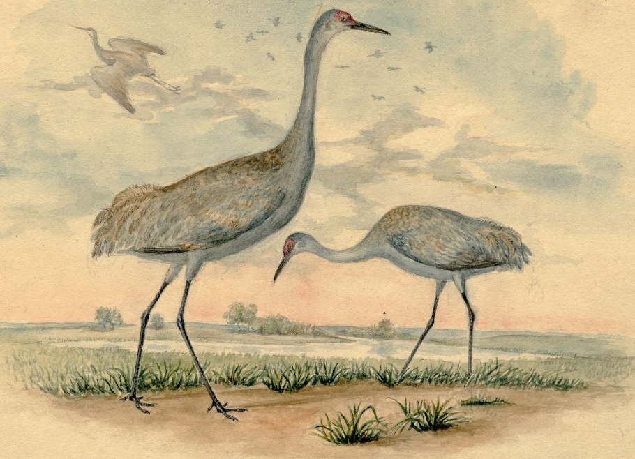 Sandhill Crane