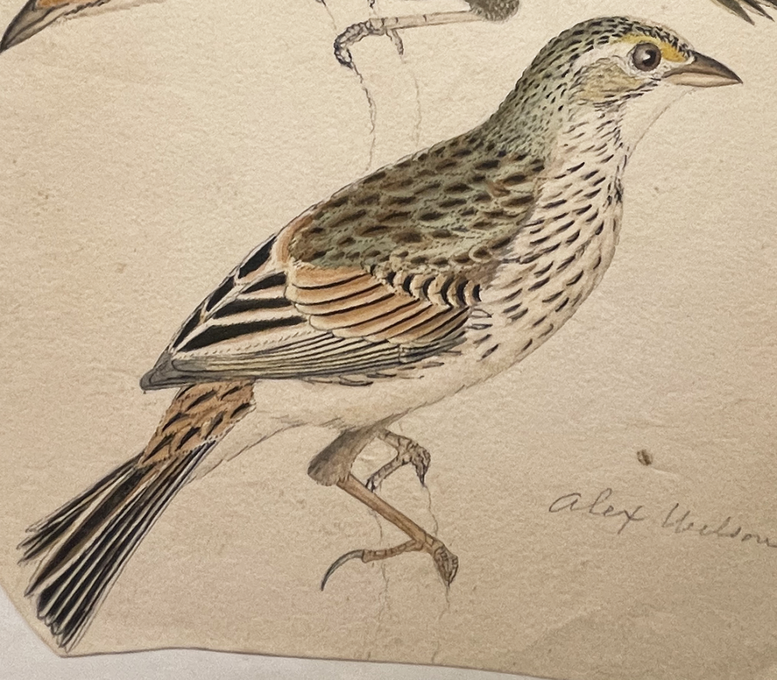 Savannah Sparrow