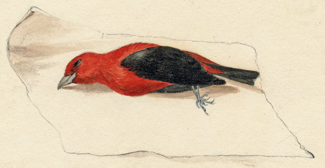 T. R. Peale, male Scarlet Tanager