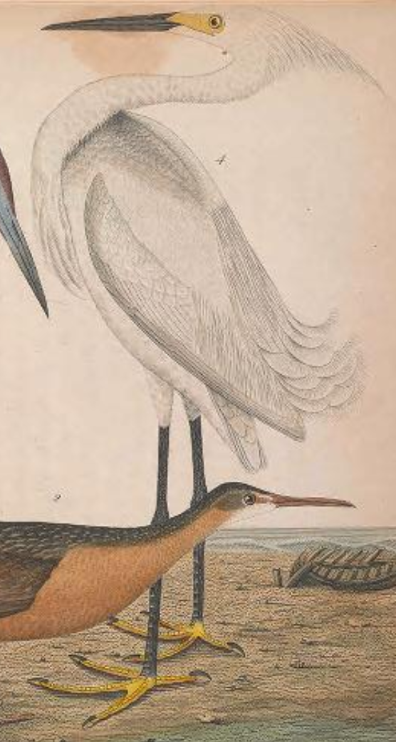 Snowy Egret