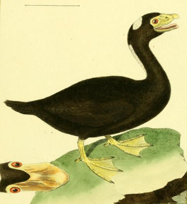 Surf Scoter, Drawn by F.-N. Martinet