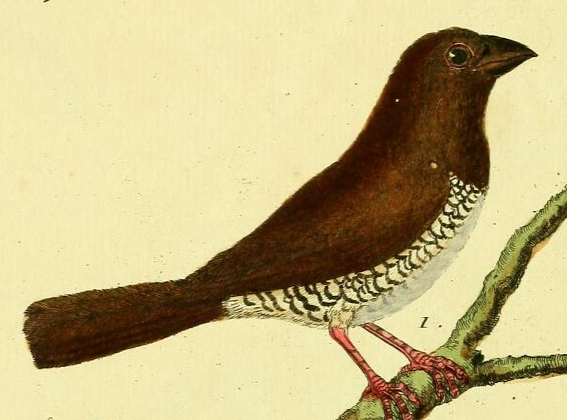 Scaly Breasted Munia