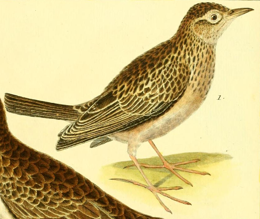 Skylark, Drawn by F.-N. Martinet (1731-1800)