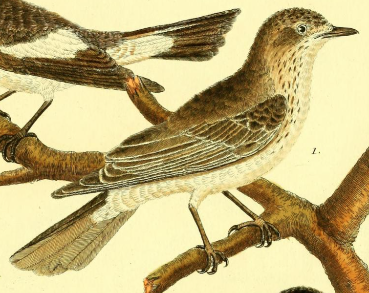 Spotted Flycatcher